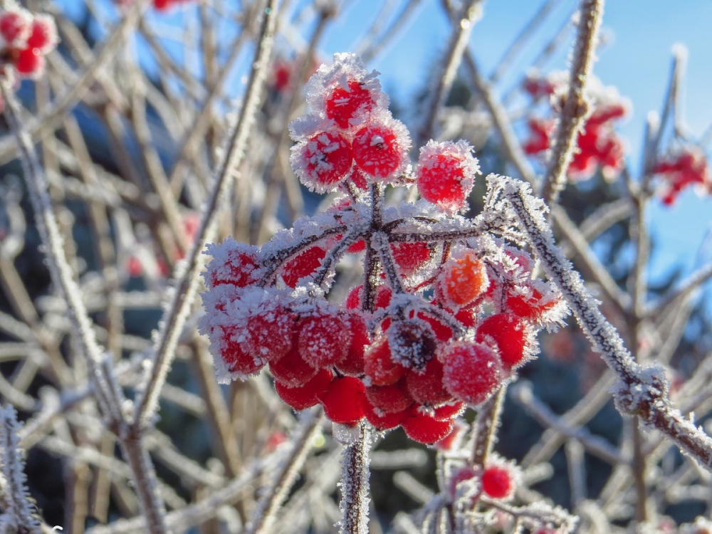 Синоптики предупредили о заморозках до -3°C в Ростовской области
