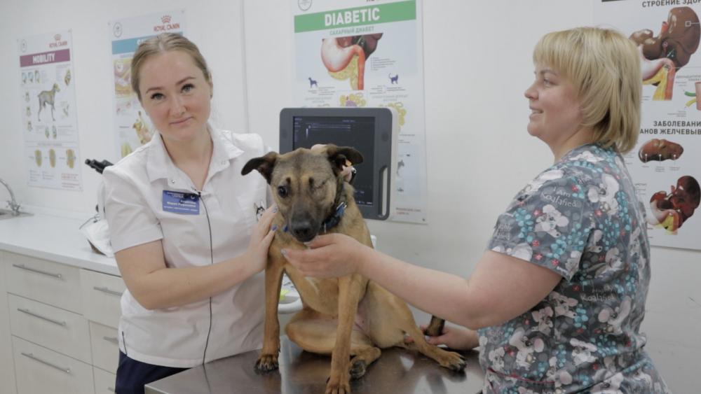 Бульдог с глаукомой и слепая дворняжка: собаки, которые прошли успешное лечение в ростовской ветеринарной клинике