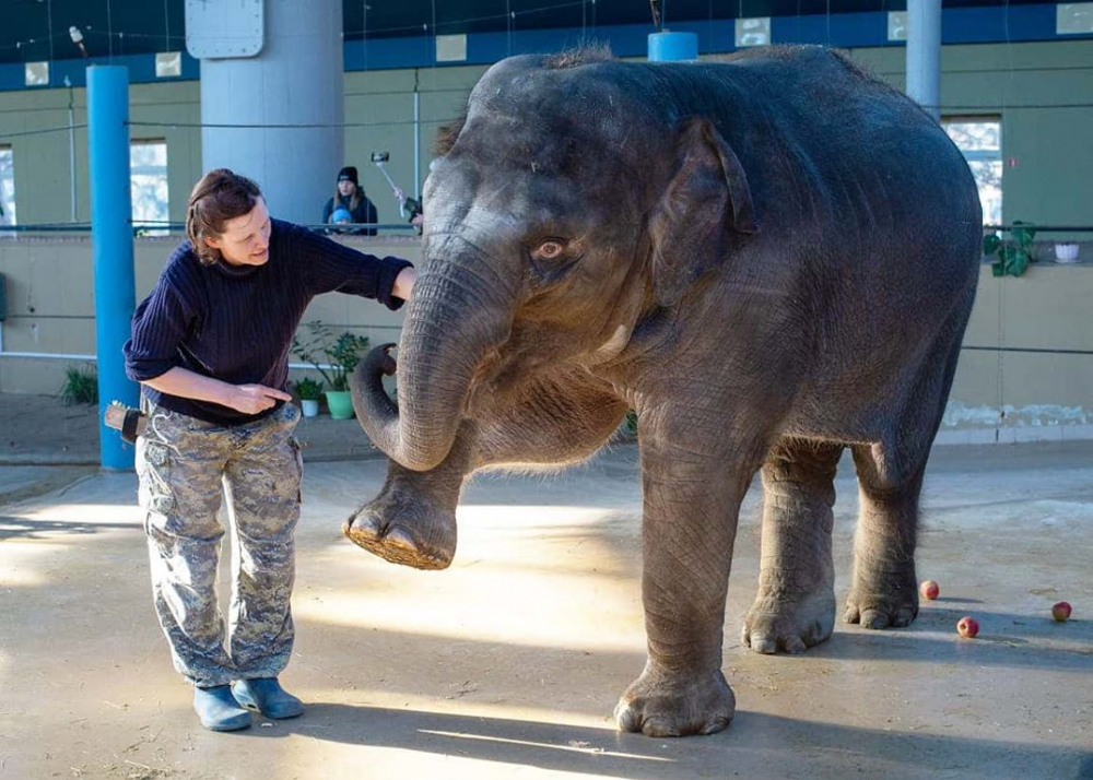 Ростовчан приглашают отпраздновать день рождения слоненка в зоопарке