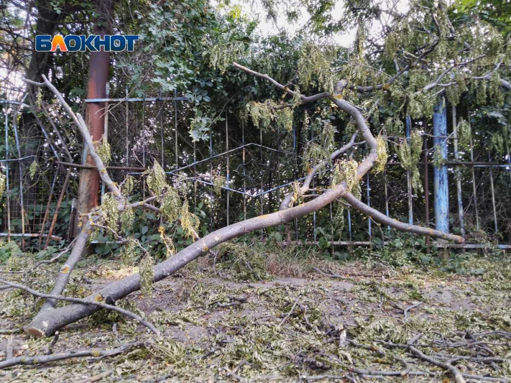 В Ростове  девять из десяти деревьев опасны для окружающих