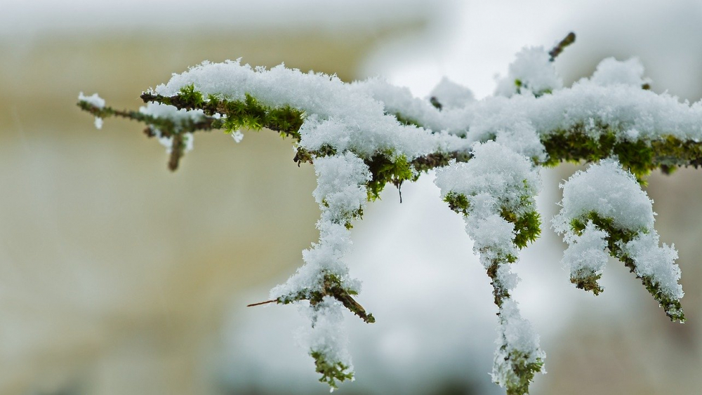 В Ростовской области 21 января может выпасть снег