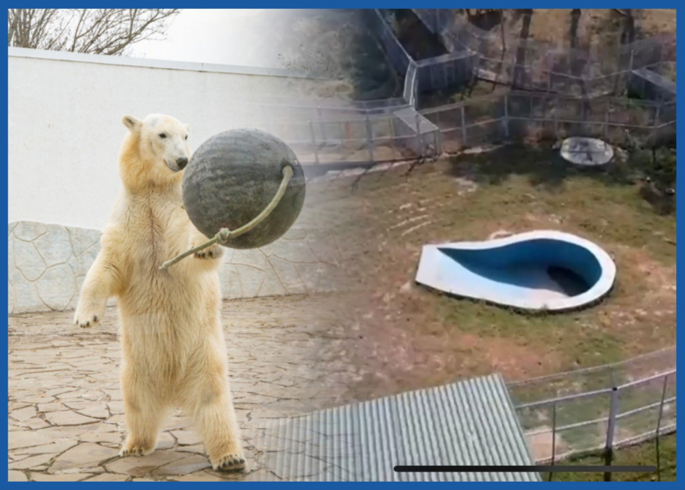 Ростовчан шокировал маленький бассейн для белого медведя Айки в зоопарке Алматы