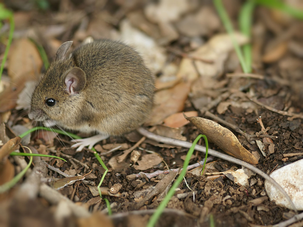 В Ростовской области нашли два новых вида мышей