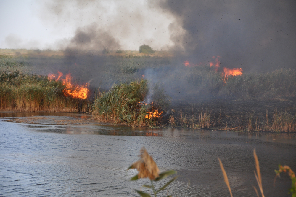 В Ростовской области в полтора раза увеличилось количество ландшафтных пожаров