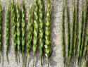 Портящий пшеницу опасный сорняк обнаружили в полях Ростовской области