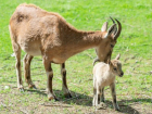 В ростовском зоопарке туры Топел и Ярив стали родителями