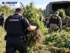 Более 150 очагов конопли ликвидировали за 10 дней в Ростовской области 