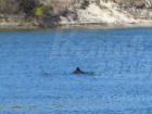 Удивительные дельфины приплыли из Черного моря в Дон