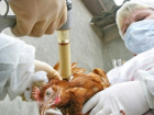 В Ростовской области домашнюю птицу прививают от гриппа