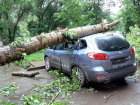 Рухнувшее сухое дерево на машину в Ростове "убило" предпраздничное настроение автовладельцу