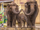 Слоны в зоопарке Ростова появились на публике после напугавшего всех пожара.