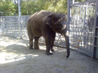 В зоопарке Ростова показательно покормят слонов