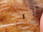 Мясом с тараканами и хлебом с пауками травит известный ростовский супермаркет горожан