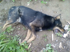 Догхантеры начали массовую травлю собак на окраине Ростова