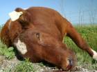 Зловонный «призрак» павшей коровы пять дней витал над детской площадкой в Ростовской области
