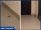 Многоэтажку в Левенцовке атаковали мыши