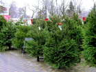 Четыре новогодние ярмарки и 33 елочных базара откроются в Ростове в декабре
