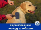 В кинологический питомник нужен человек для ухода за собаками