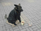 «Гастролирующую» по Ростовской области собаку-попрошайку снова выставили с «протянутой лапой» на улицу