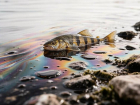 Нефть дойдет до Дона? Разлив в Туапсе грозит Азовскому морю и экономике Ростовской области 