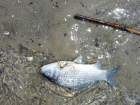 Сотни мертвых рыб на берегу озера под Ростовом вызвали беспокойство у местных жителей