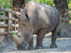В зоопарке Ростова пройдут показательные кормления такинов-мишми и белых носорогов