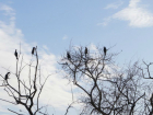 Невиданные птицы «захватили» огромное дерево у реки в Ростове и озадачили горожан