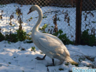 Имя лебедю, спасенному на замерзающем пруду, придумают ростовчане