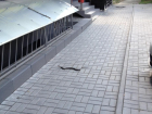 В Ростове большая змея забралась в машину