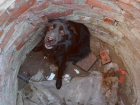 В Ростовской области спасатели вытащили собаку из открытого колодца 