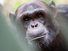 В зоопарке Ростова откроют выставку картин шимпанзе Хауса и Майкла