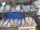 Больше центнера червивой рыбы изъяли в Ростове 