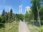 «Город превратился в унылое позорище»: ростовчане жалуются на засохшие деревья в центре 