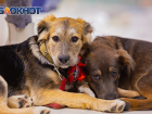 Сухой кашель и чихание: как ростовчанам помочь своим заболевшим собакам