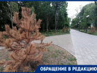 Ростовчанка пожаловалась на засохшие ели в парке на Вересаева