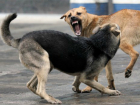 Курсирующая по району стая собак-убийц запугала жителей  в Ростове
