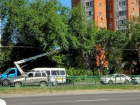 Наплевав на запреты, энергетики уничтожили десятки здоровых деревьев в центре Ростова