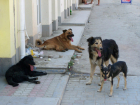 «Собачий патруль» приступил к первым стерилизациям бездомных животных в Ростове