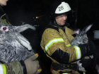 В Новочеркасске пожарные спасли от огня семью из девяти кроликов