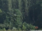 Вырубка деревьев в ростовской роще разделила на два лагеря местных жителей 