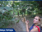 «Бермудский треугольник», в котором исчезают деревья: Елена Хатламаджиян о том, можно ли спасти ростовские парки