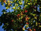 В Ростовской области весенняя непогода может привести к неурожаю вишни, черешни, сливы и абрикос