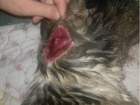 Жаждущие крови живодеры попытались срезать скальп с дворового щенка в Ростовской области