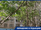 «Дерево может упасть в любой момент»: ростовчанка сообщила об аварийной ситуации в своем дворе