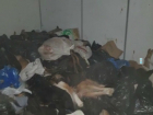 Заваленный трупами кошек и собак рефрижератор обнаружили в приюте для животных Ростова