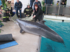 В Ростовском дельфинарии прошла эвакуация из-за пожара