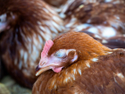 В Ростовской области увеличилось число районов, которым угрожает птичий грипп