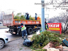 В Ростове все непроданные новогодние деревья вывезли в зоопарк