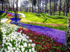 В Ростове-на-Дону в мае пройдет фестиваль тюльпанов