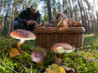 Трое мужчин отравились грибами, собранными в лесу Ростовской области